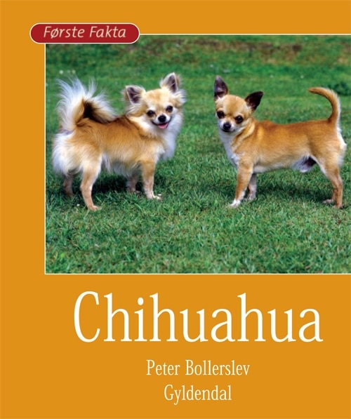 Chihuahua