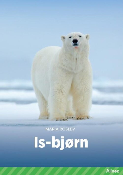 Isbjørn