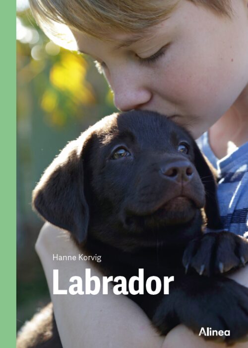 Labrador