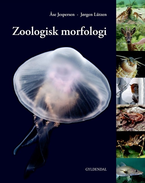 Zoologisk morfologi