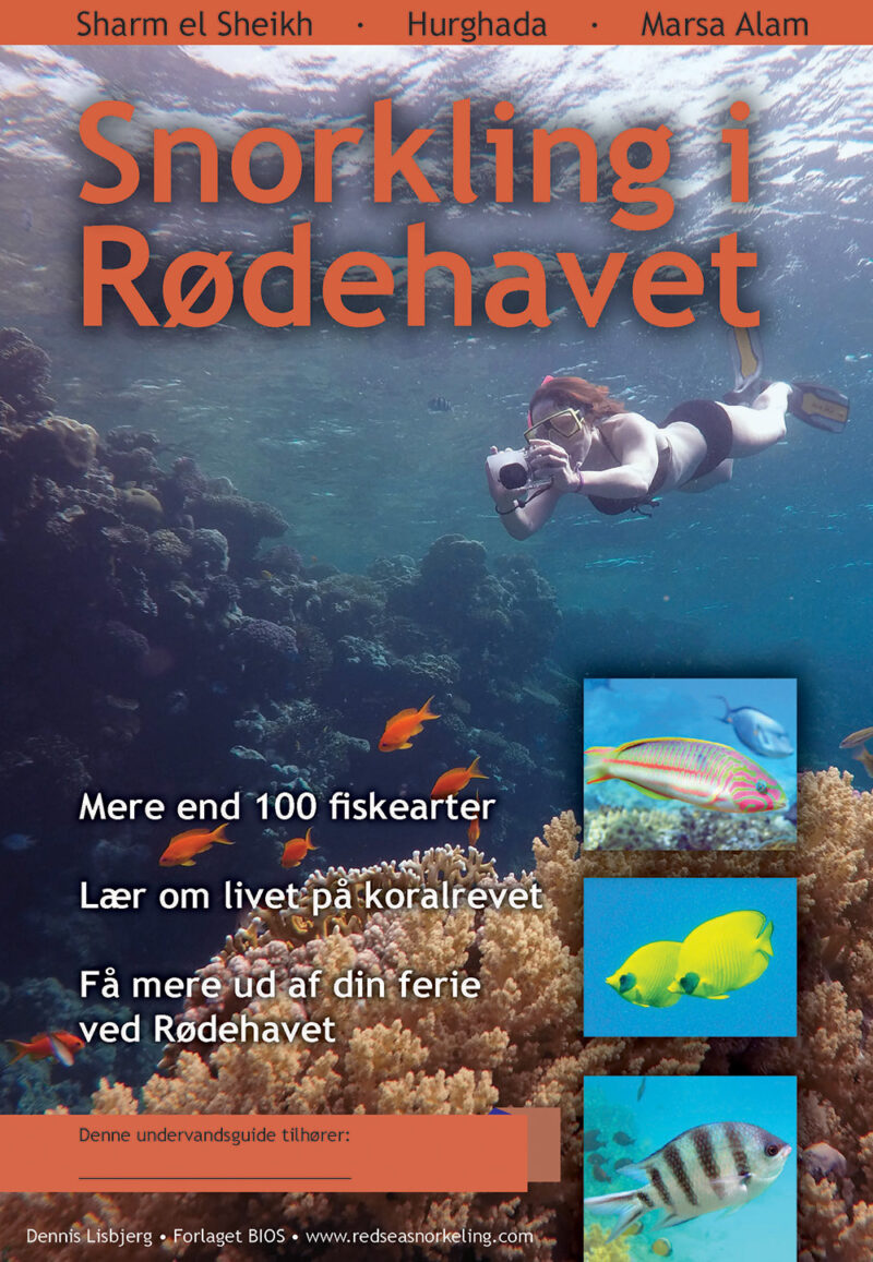 Snorkling i Rødehavet