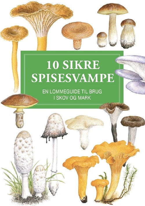 10 sikre spisesvampe - display med 10 stk.