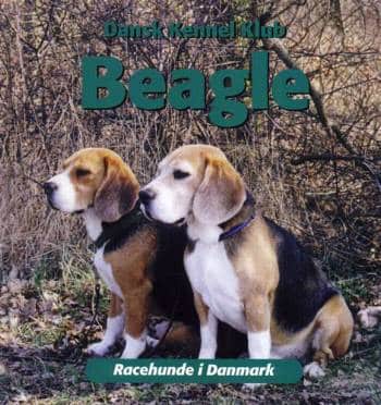 Beagle