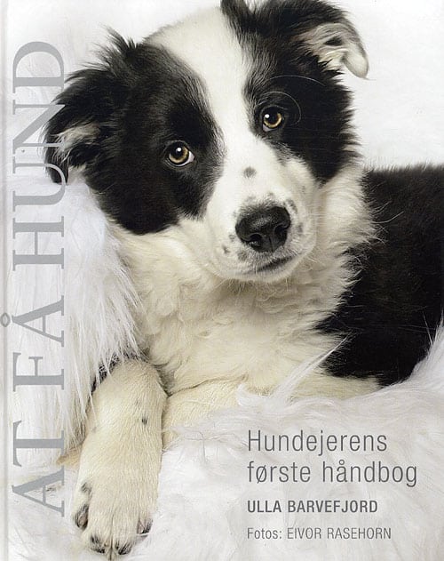 At få hund