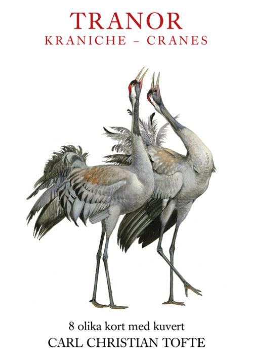 Tranor - Kraniche - Cranes