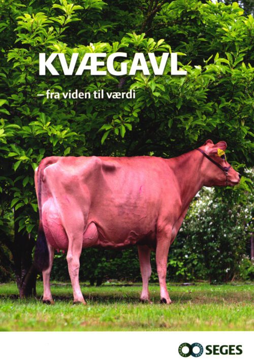 Kvægavl