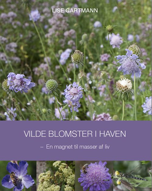Vilde blomster i haven